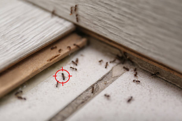 Best Rodent Control Near Me  in La Mirada, CA