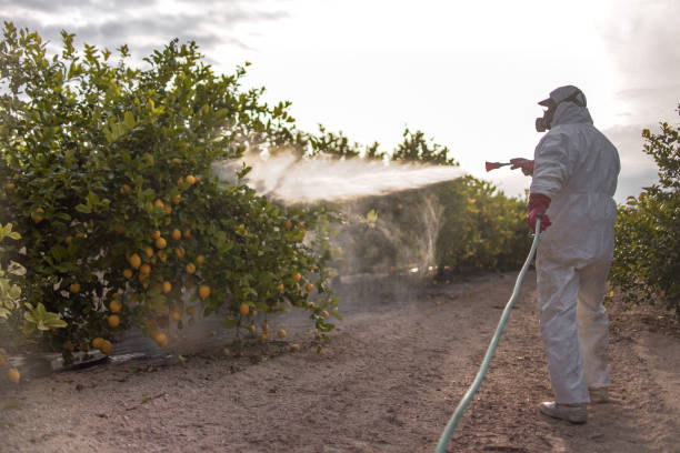 Best Rat Extermination Near Me  in La Mirada, CA