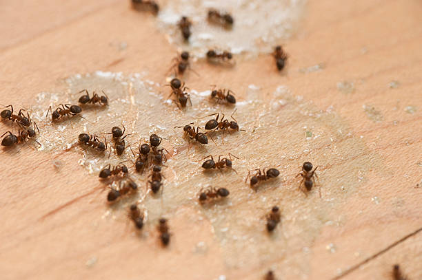 Best Commercial Pest Control Services  in La Mirada, CA