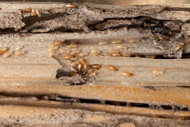 Best Pest Removal Services  in La Mirada, CA