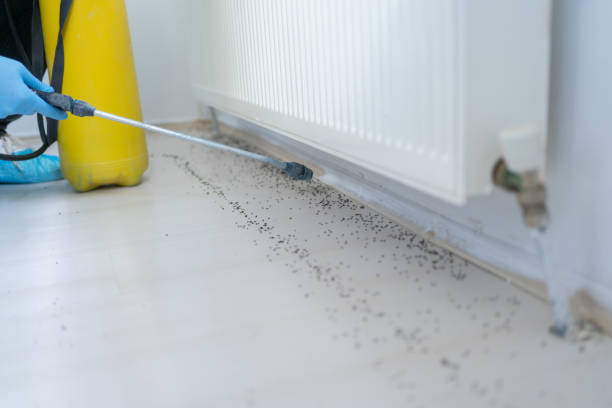 Best Rodent Control Near Me  in La Mirada, CA